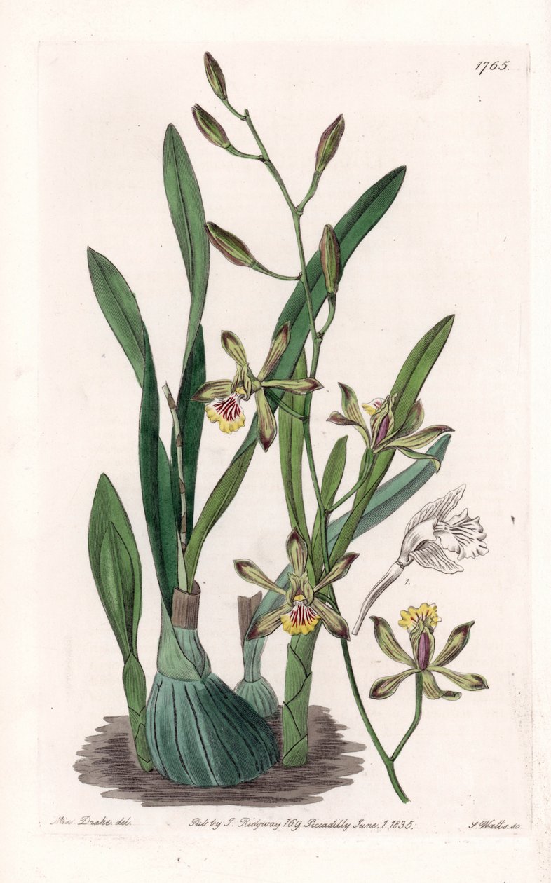 Orchid: epidendre grele - Graverad tavla av S.Watts, från en illustration av Sarah Anne Drake (1803-1857), från Botanical Register of Sydenham Edwards (1768-1819), England av Sydenham Teast Edwards
