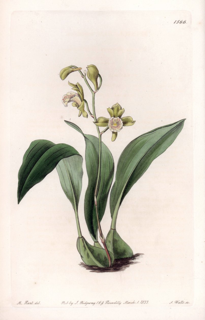 Orkidé: maxillary a bunches - Gravyr av S.Watts, efter en illustration av Sarah Anne Drake (1803-1857), från Botanical Register of Sydenham Edwards (1768-1819), England av Sydenham Teast Edwards