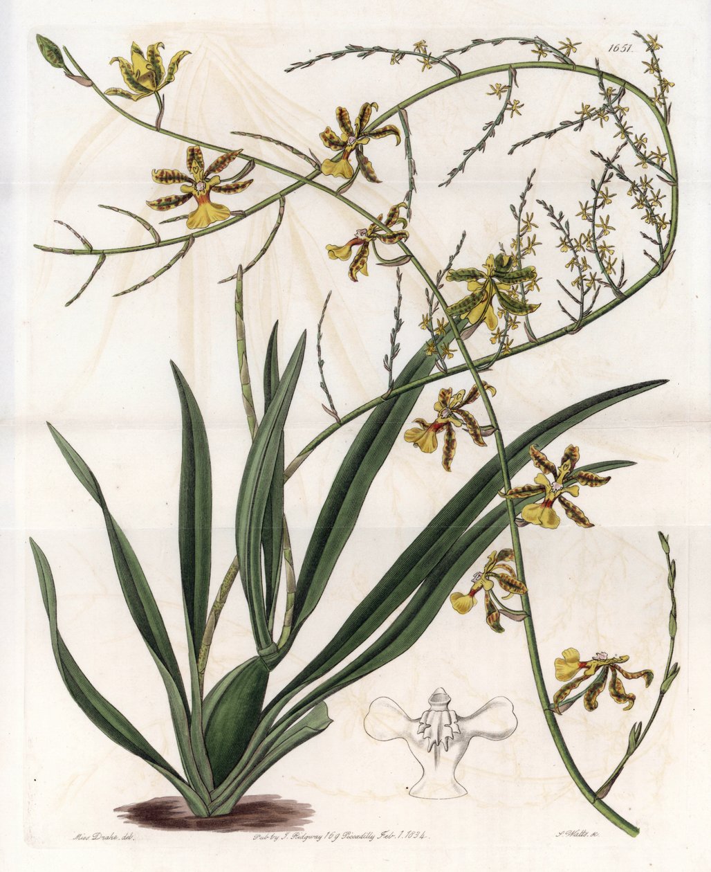 Orchid: oncidium variete, West Indies epiphyte - Plåt graverad av S.Watts, från en illustration av Sarah Anne Drake (1803-1857), från Botanical Register of Sydenham Edwards (1768-1819), England av Sydenham Teast Edwards