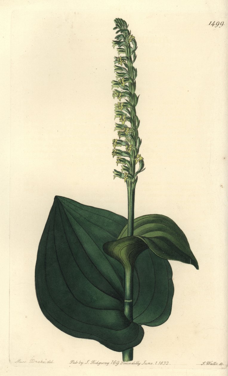 Orchid variete - Gennaria diphylla (Hjärtbladig herminium, Herminium cordatum). Handkolorerad kopparstick av S. Watts efter en illustration av Miss Sarah Drake från Sydenham Edwards
