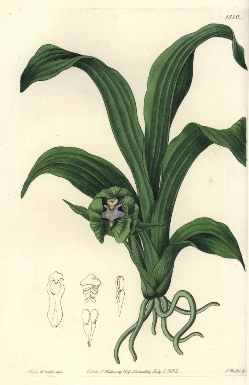 Orchid variete - Pabstia viridis orkidé (Grön maxillaria, Maxillaria viridis). Handkolorerad kopparstick av S. Watts efter en illustration av Miss Sarah Drake från Sydenham Edwards