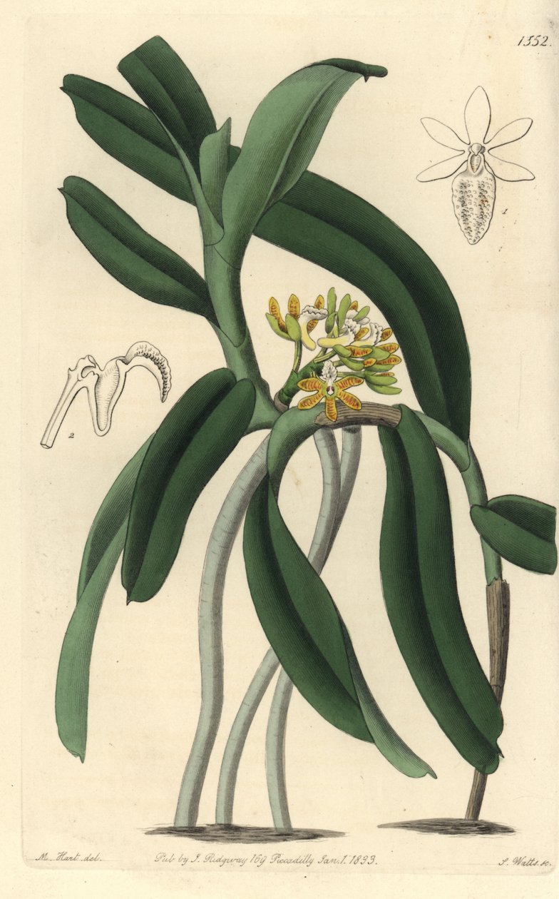 Orchid Variete Saccolabium - Acampe Praemorsa Orchid (Pimpled Saccolabium, Saccolabium papilosum). Handfärgad kopparplattgravering av S. Watts efter en illustration av M. Hart från Sydenham Edwards 