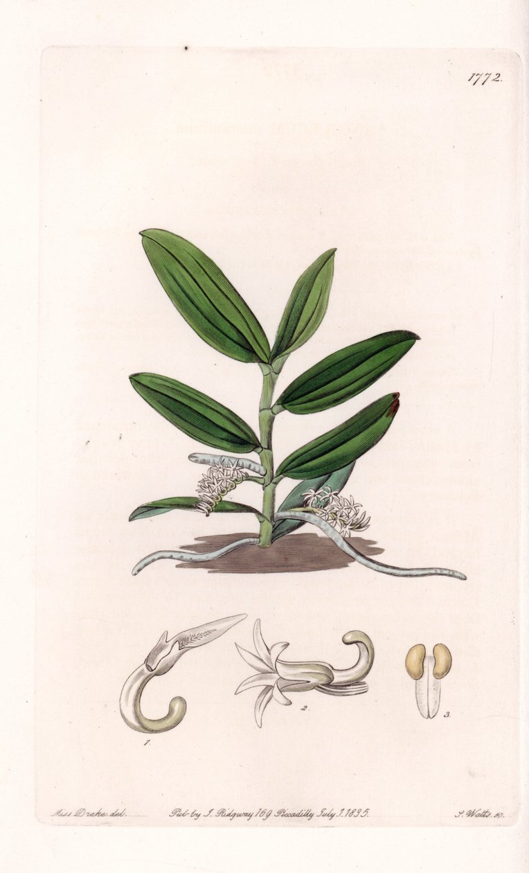 Orchid: variete de camphylocentrum - Tallrik graverad av S.Watts, från en illustration av Sarah Anne Drake (1803-1857), från Botanical Register of Sydenham Edwards (1768-1819), England av Sydenham Teast Edwards