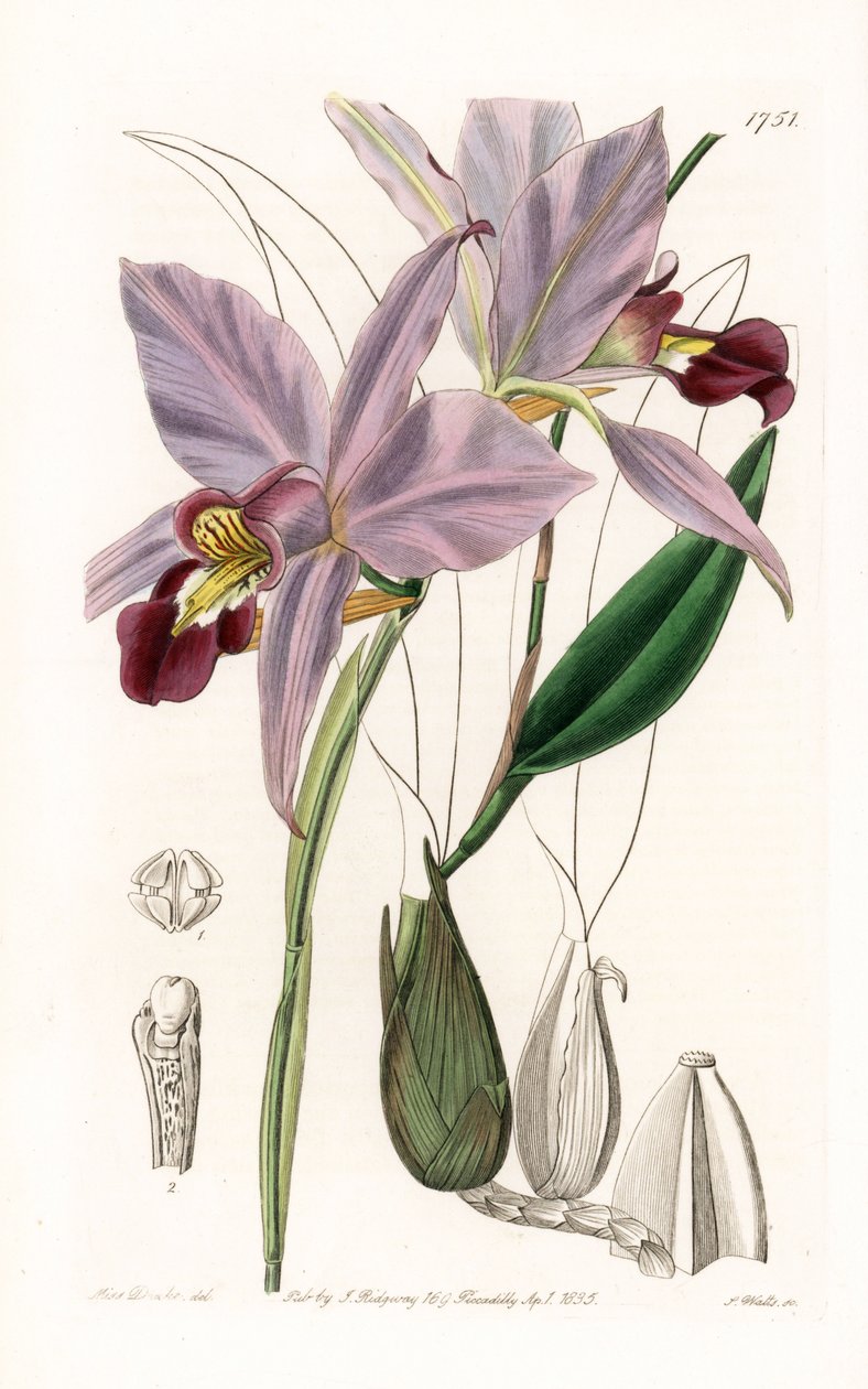 Orchid: variete de laelia - Tallrik graverad av S.Watts, från en illustration av Sarah Anne Drake (1803-1857), från Botanical Register of Sydenham Edwards (1768-1819), England av Sydenham Teast Edwards