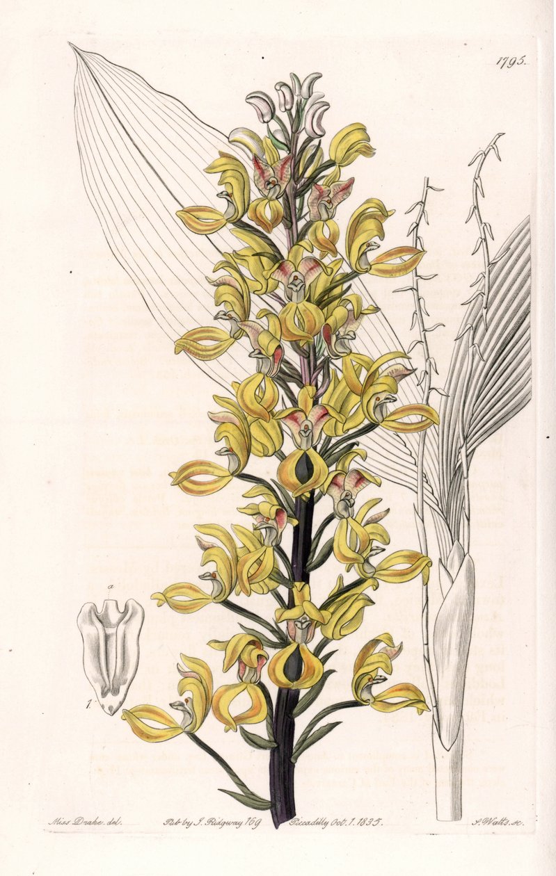 Orchid: variete of govenia - Plåt graverad av S.Watts, från en illustration av Sarah Anne Drake (1803-1857), från Botanical Register of Sydenham Edwards (1768-1819), England av Sydenham Teast Edwards