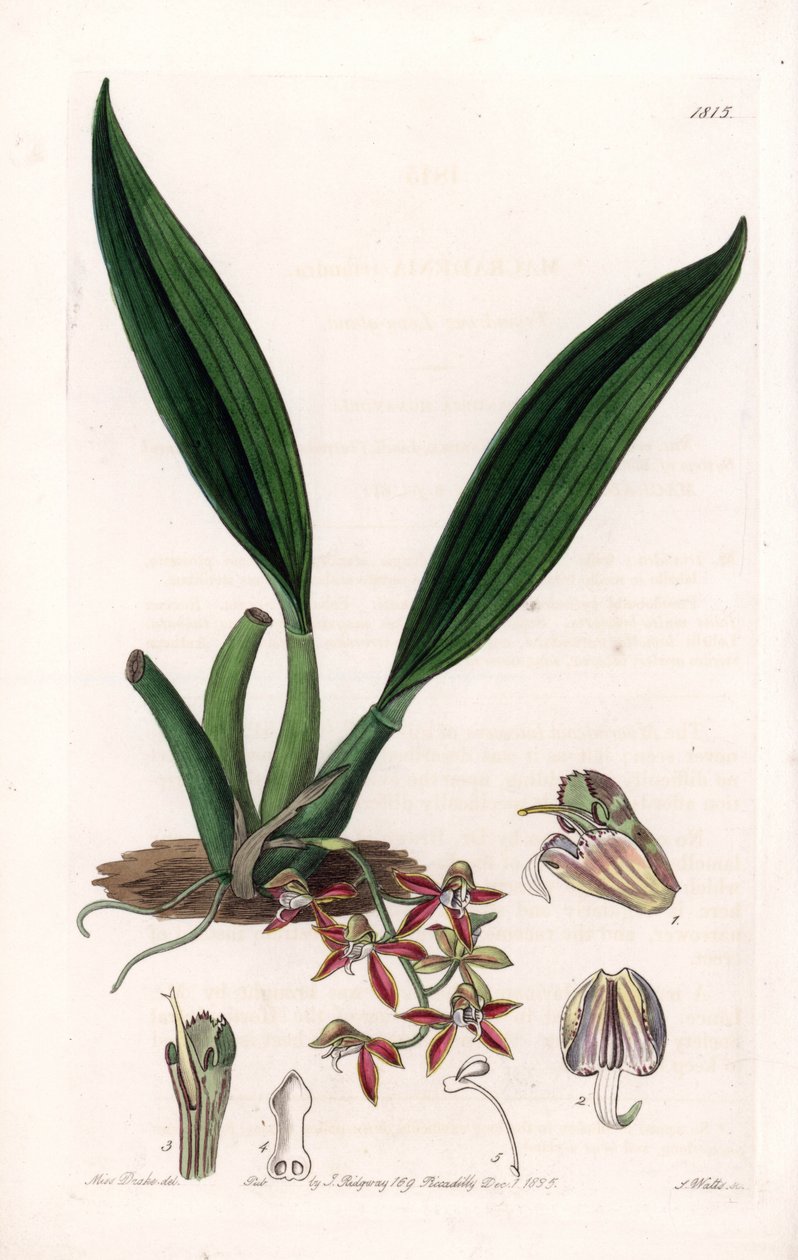 Orkidé: variant av macradenia, infödd i Guyana - Plåt graverad av S.Watts, från en illustration av Sarah Anne Drake (1803-1857), från Botanical Register of Sydenham Edwards (1768-1819), England av Sydenham Teast Edwards