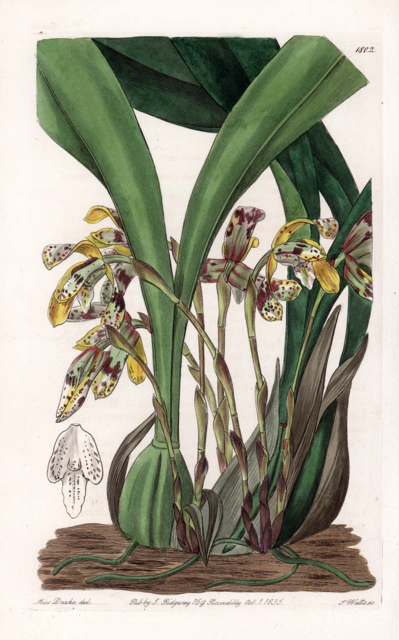 Orkidé: variant av maxillaria, hemma i Sydamerika - Plåt graverad av S.Watts, baserad på en illustration av Sarah Anne Drake (1803-1857), från Botanical Register of Sydenham Edwards (1768-1819), England av Sydenham Teast Edwards