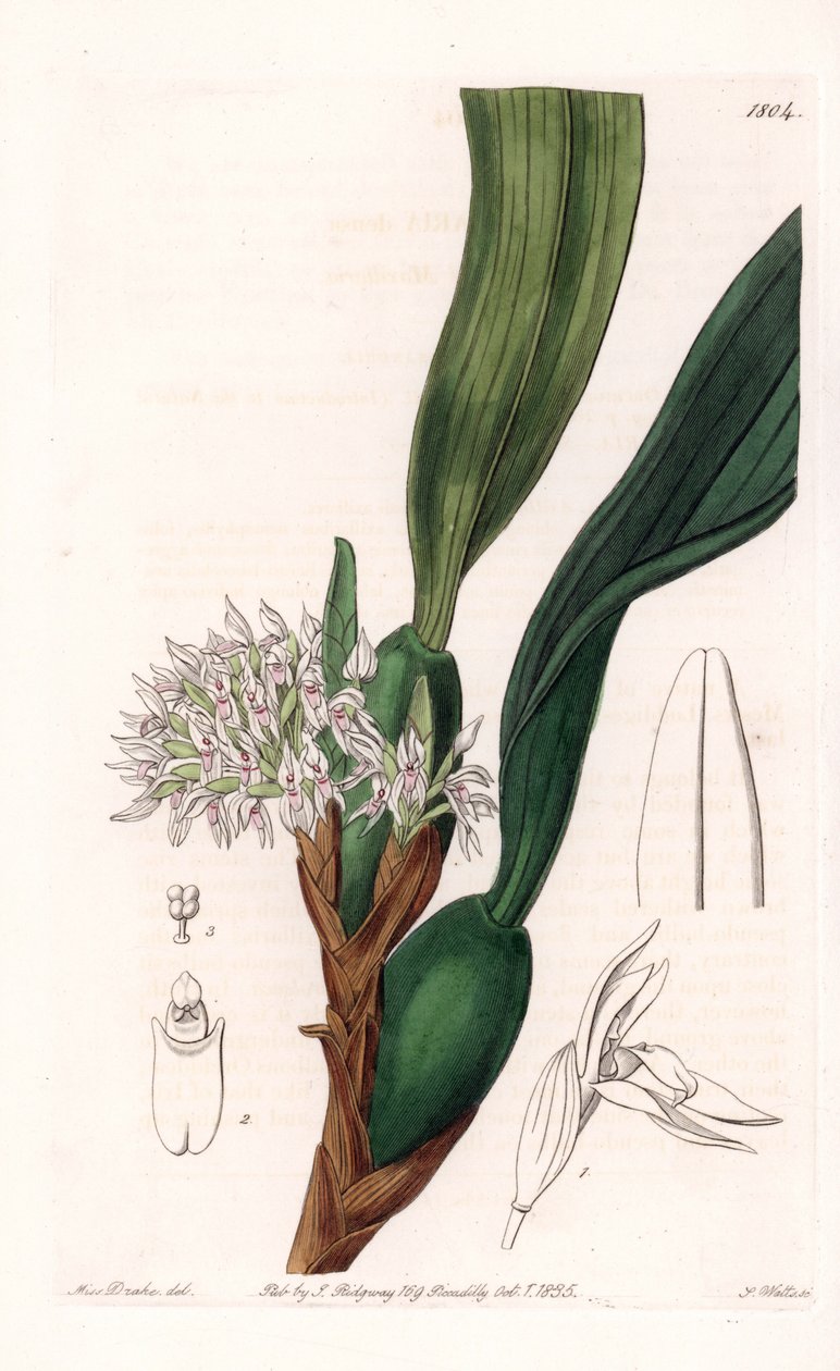 Orkidé: variant av maxillaria, infödd i Sydamerika - Plåt graverad av S.Watts, från en illustration av Sarah Anne Drake (1803-1857), från Botanical Register of Sydenham Edwards (1768-1819), England av Sydenham Teast Edwards