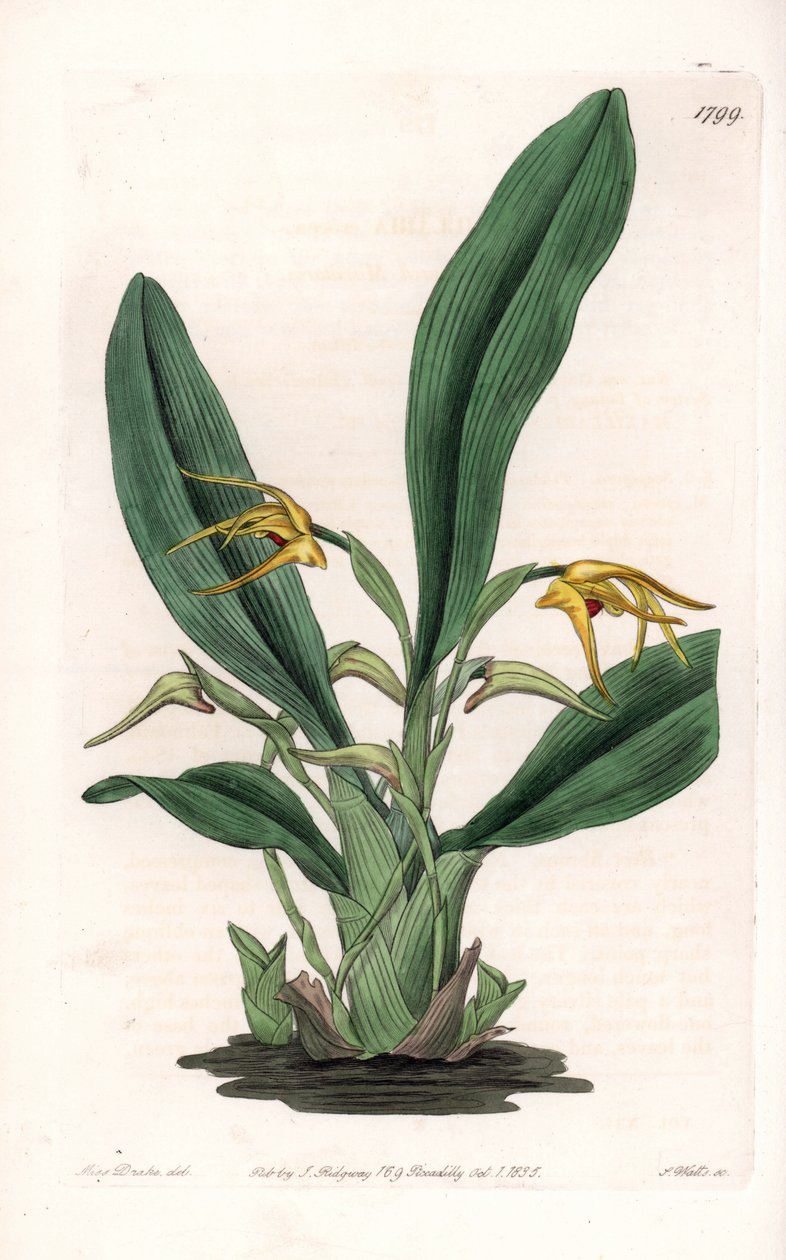 Orkidé: variant av maxillaria, infödd i tropiskt Amerika - Plåt graverad av S.Watts, från en illustration av Sarah Anne Drake (1803-1857), från Botanical Register of Sydenham Edwards (1768-1819), England av Sydenham Teast Edwards