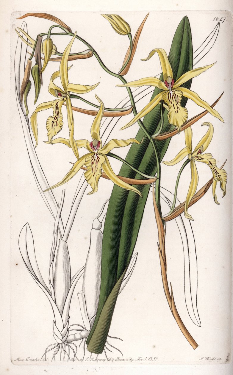 Orkidé: sort av miltonia eller milt - Plåt graverad av S.Watts, från en illustration av Sarah Anne Drake (1803-1857), från Botanical Register of Sydenham Edwards (1768-1819), England av Sydenham Teast Edwards