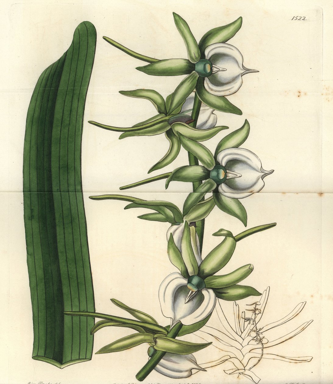 Orkidésort av öarna i Indiska oceanen - Elfenben angraecum orkidé, Angraecum eburneum. Handkolorerad kopparstick av S. Watts efter en illustration av Miss Sarah Drake från Sydenham Edwards