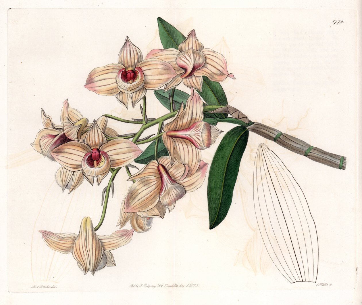 Orchid: sort av Dendrobium - Plåt graverad av S.Watts, från en illustration av Sarah Anne Drake (1803-1857), från Botanical Register of Sydenham Edwards (1768-1819), England av Sydenham Teast Edwards