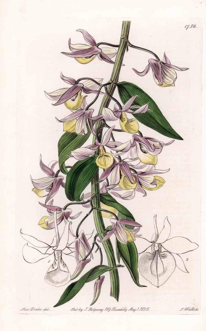 Orkidé: sort av Dendrobium, infödd i Asien - Plåt graverad av S. Watts, från en illustration av Sarah Anne Drake (1803-1857), från Botanical Register of Sydenham Edwards (1768-1819), England av Sydenham Teast Edwards
