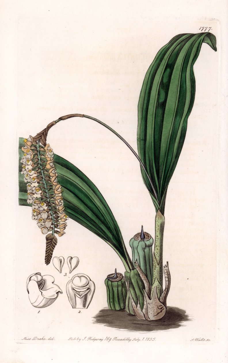 Orkidé: variant av Pholidota, infödd i Asien - Plåt graverad av S.Watts, från en illustration av Sarah Anne Drake (1803-1857), från Botanical Register of Sydenham Edwards (1768-1819), England av Sydenham Teast Edwards