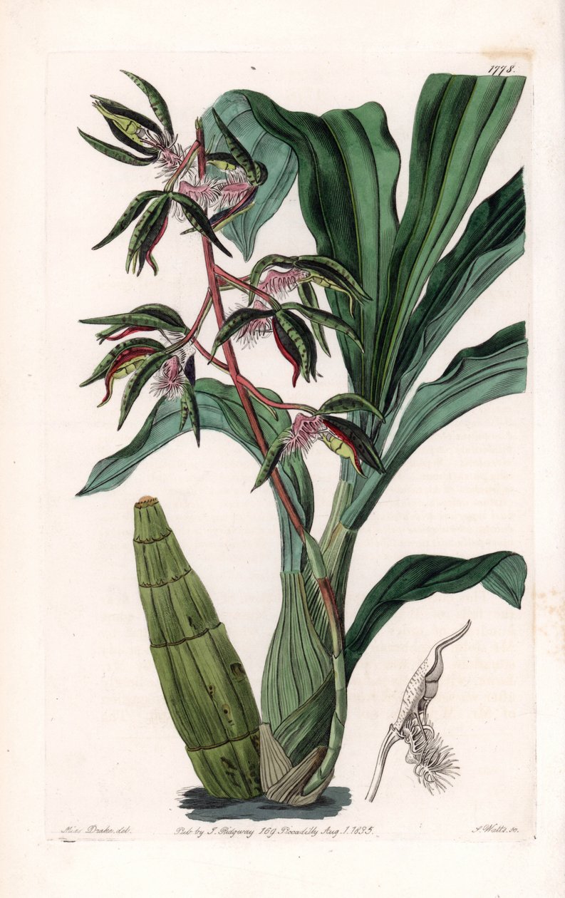 Orchid: sort av catasetum, kallad bearded - Tallrik graverad av S.Watts, från en illustration av Sarah Anne Drake (1803-1857), från Botanical Register of Sydenham Edwards (1768-1819), England av Sydenham Teast Edwards