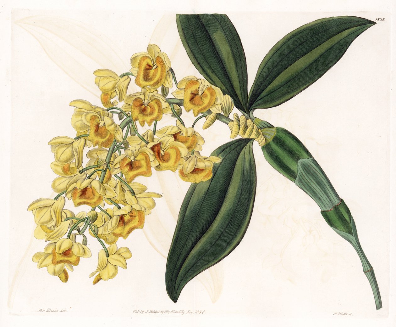 Orchid: variation of dendrobium - Plåt graverad av S.Watts, från en illustration av Sarah Anne Drake (1803-1857), från Botanical Register of Sydenham Edwards (1768-1819), England av Sydenham Teast Edwards
