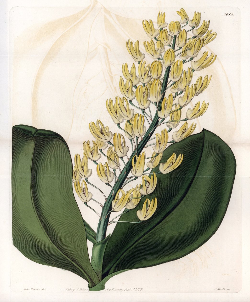 Orchid: sort av dendrobium från Australien - Plåt graverad av S.Watts, från en illustration av Sarah Anne Drake (1803-1857), från Botanical Register of Sydenham Edwards (1768-1819), England av Sydenham Teast Edwards