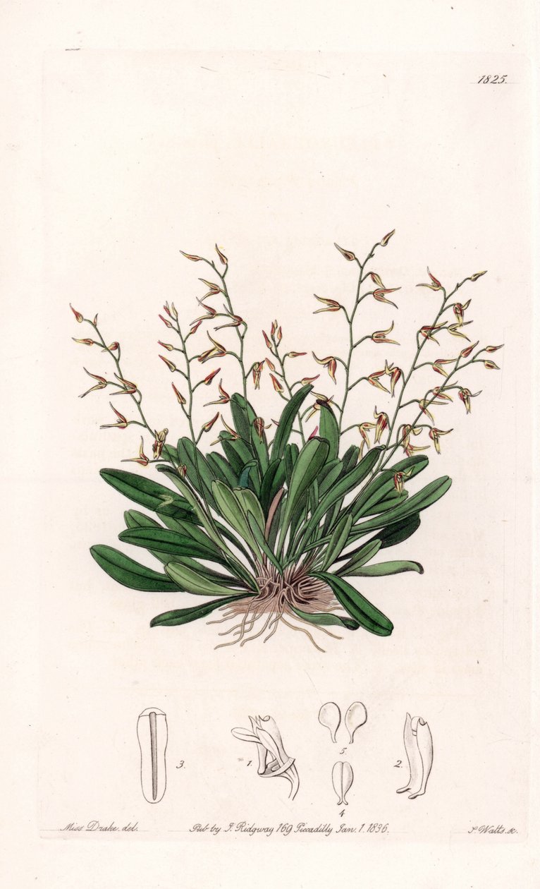 Orchid: variation of epidendre - Plåt graverad av S.Watts, från en illustration av Sarah Anne Drake (1803-1857), från Botanical Register of Sydenham Edwards (1768-1819), England av Sydenham Teast Edwards