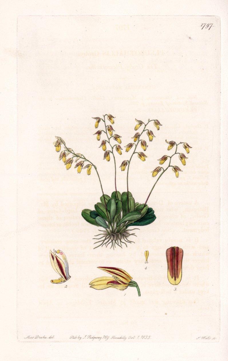 Orchid: variation of epidendre - Plåt graverad av S.Watts, från en illustration av Sarah Anne Drake (1803-1857), från Botanical Register of Sydenham Edwards (1768-1819), England av Sydenham Teast Edwards