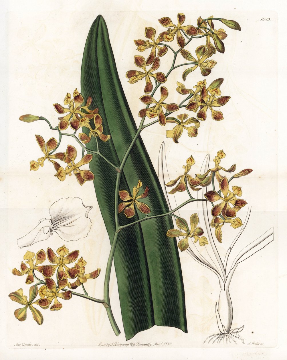 Orchid: variation of epidendrum - Plåt graverad av S.Watts, från en illustration av Sarah Anne Drake (1803-1857), från Botanical Register of Sydenham Edwards (1768-1819), England av Sydenham Teast Edwards