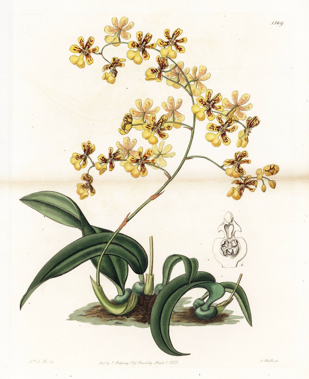 Orkidé: olika epifytiska oncidium från Brasilien - Plåt graverad av S. Watts, från en illustration av Sarah Anne Drake (1803-1857), från Botanical Register of Sydenham Edwards (1768-1819), England av Sydenham Teast Edwards