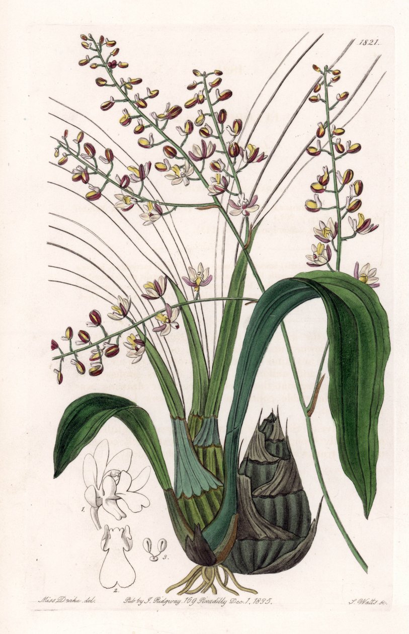 Orchid: sort of eulophia - Plåt graverad av S.Watts, från en illustration av Sarah Anne Drake (1803-1857), från Botanical Register of Sydenham Edwards (1768-1819), England av Sydenham Teast Edwards