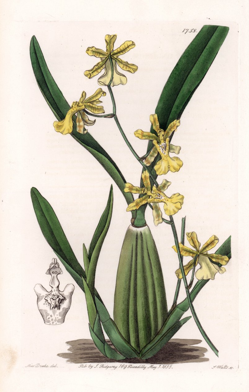 Orkidé, sort av oncydium, infödd i Sydamerika - Plåt graverad av S.Watts, från en illustration av Sarah Anne Drake (1803-1857), från Botanical Register of Sydenham Edwards (1768-1819), England av Sydenham Teast Edwards