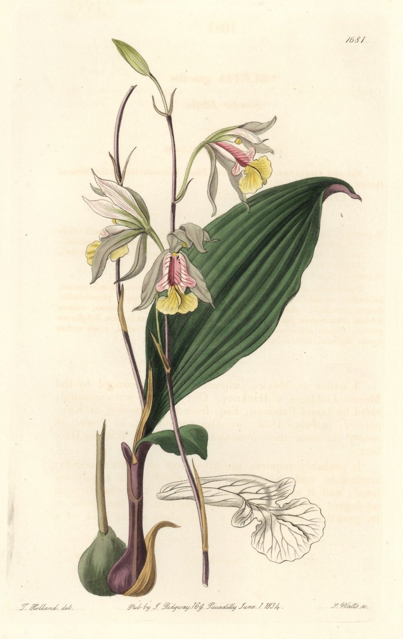 Orchidee, American Bletia - Water Forte av S. Watts från en illustration av T. Holland, från Botanical Register av Sydenham Teast Edwards