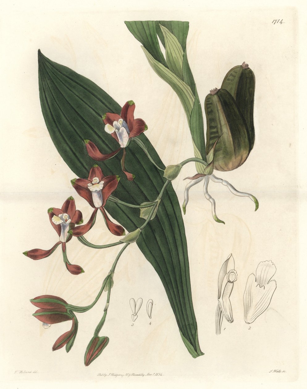 Orchidee Batemannia, infödd i Guyana - Water forte av S. Watts från en illustration av T. Holland, från Botanical Register av Sydenham Teast Edwards