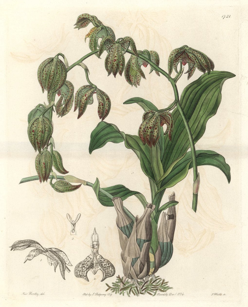 Orchidee Catasetum, infödd i Brasilien - Water forte av S. Watts från en illustration av Miss M.A. Huntley, från Botanical Register av Sydenham Teast Edwards