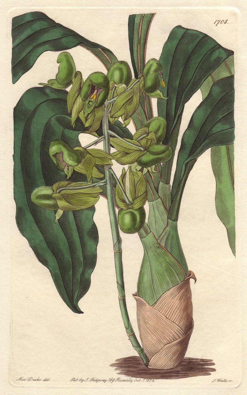 Orchidee Catasetum, infödd i Brasilien - Water forte av S. Watts från en illustration av Sarah Anne Drake (1803-1857), från det botaniska registret av Sydenham Teast Edwards