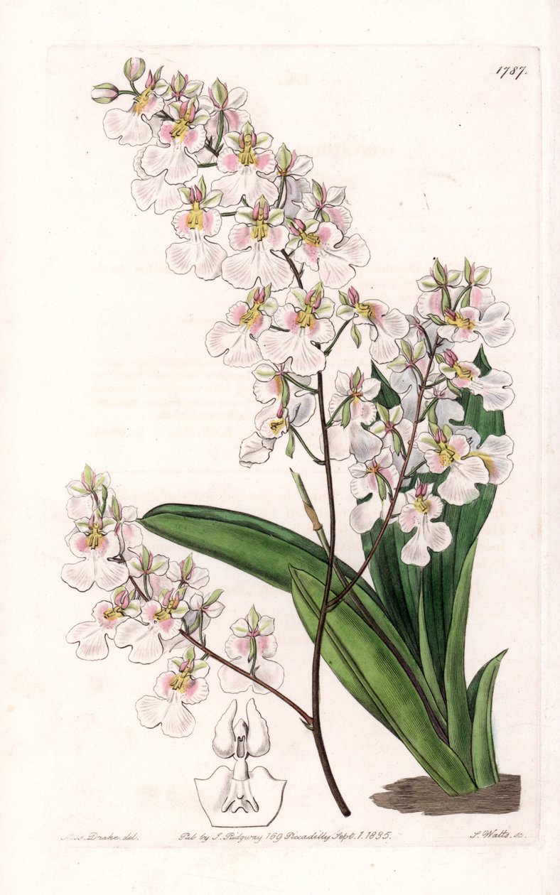 Orkidén Tolumnia pulchella, endemisk till Jamaica - Graverad av S.Watts, från en illustration av Sarah Anne Drake (1803-1857), från Botanical Register of Sydenham Edwards (1768-1819), England av Sydenham Teast Edwards