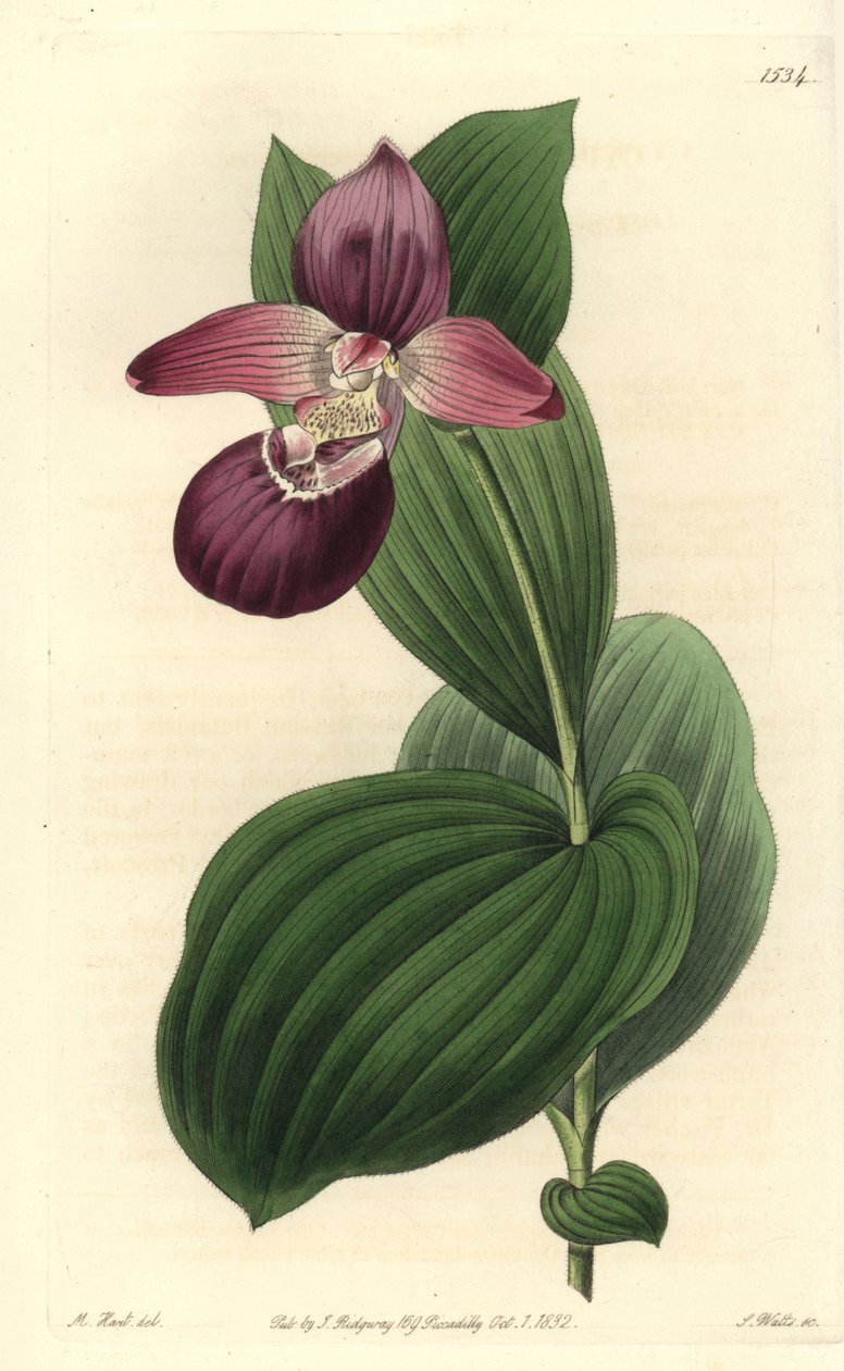 Orchidee träsko av Venus har stora blommor - storblommiga cypripedium eller storblommiga damtoffelorkidé, Cypripedium macranthos. Handkolorerad kopparstick av S. Watts efter en illustration av M. Hart från Sydenham Edwards