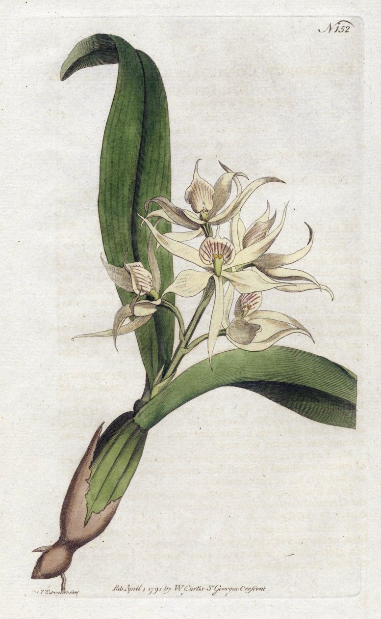 Orchidee epidendrum fragfumee - Litografi av YDENHAM Edwards (1768-1819), tallrik från Botanical Magazine av William Curtis (1746-1799) av Sydenham Teast Edwards