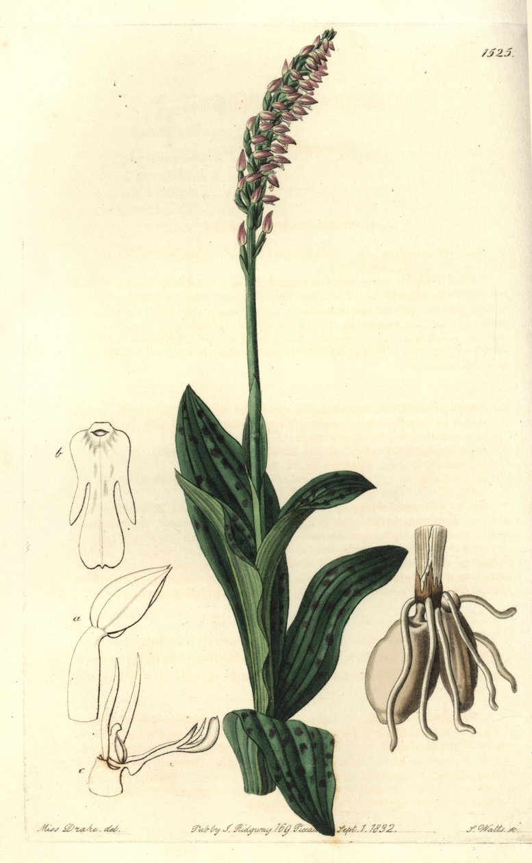 Orchidee neotine - Tätblommig orkidé, Neotinea maculata (One-size aceras, Aceras secundiflora). Handkolorerad kopparstick av S. Watts efter en illustration av Miss Sarah Drake från Sydenham Edwards