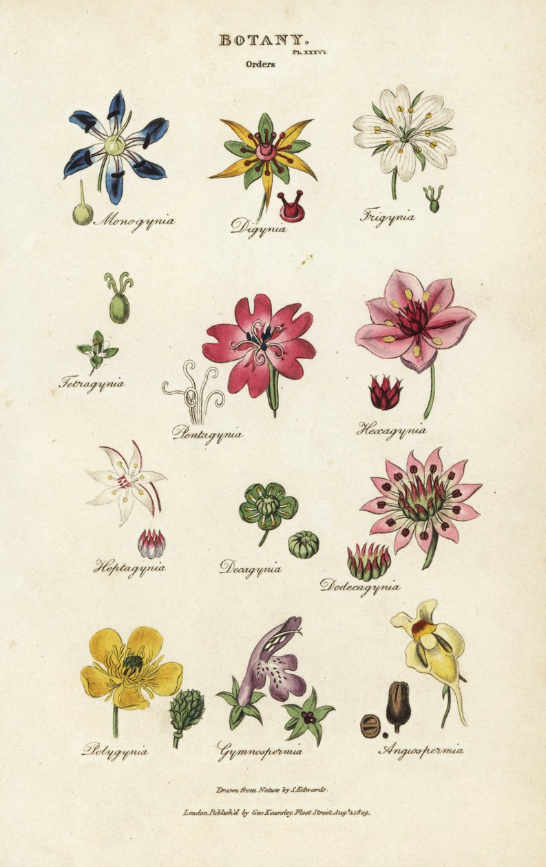 Blomsterordningar: Monogynia, Digynia, Trigynia, Pentagynia, etc. Handkolorerad kopparstick efter Sydenham Edwards från John Mason Goods Pantologia, a New Encyclopedia, G. Kearsley, London av Sydenham Teast Edwards