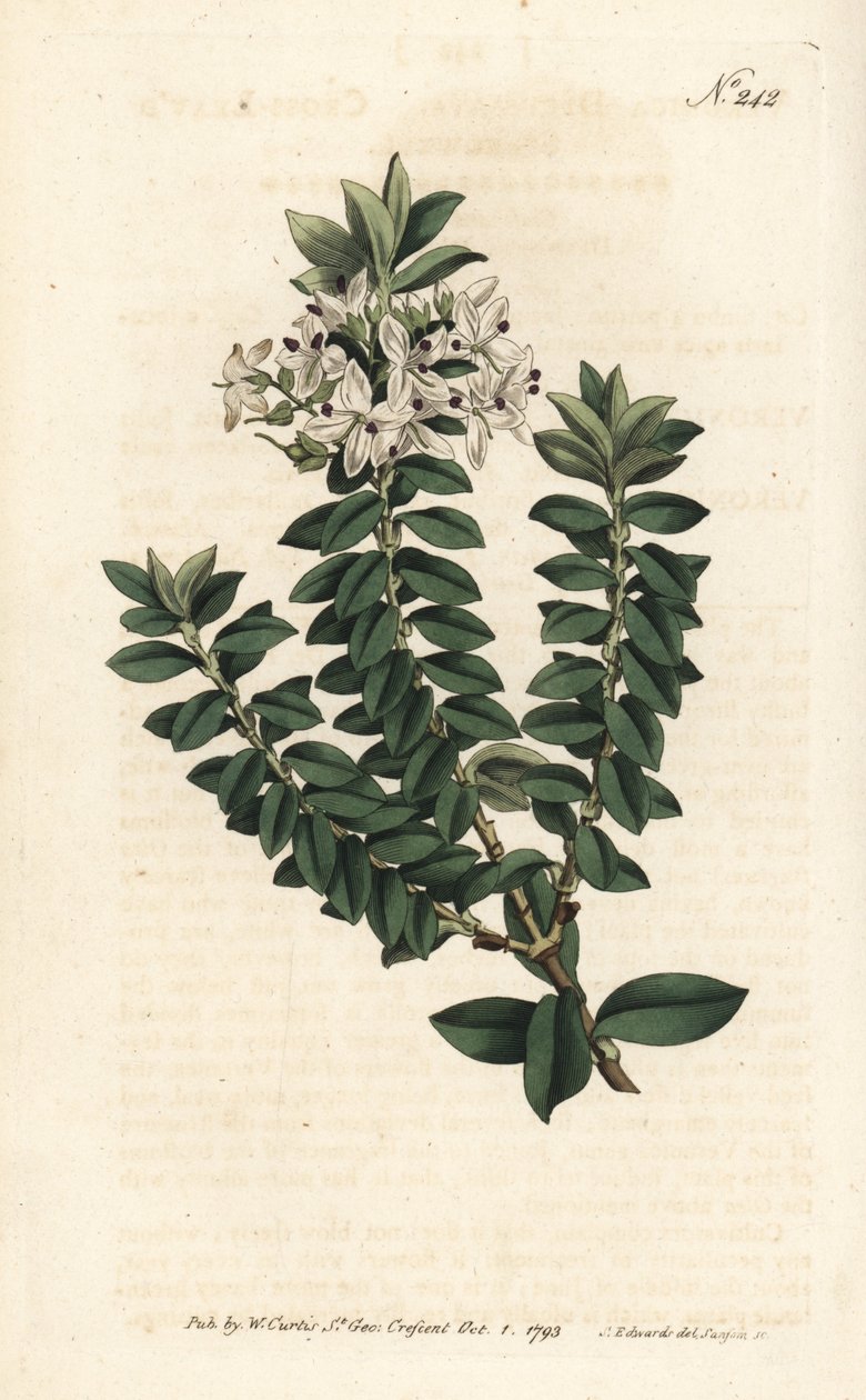 Ouessant myrten eller elliptisk veronica - Cross-leaved speedwell, Veronica decussata. Handfärgad kopparstick av Sansom efter en illustration av Sydenham Edwards från William Curtis