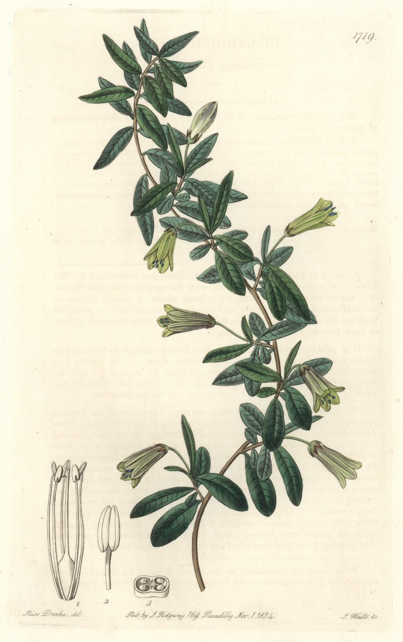 Oval-leaved Billardiera, infödd i Tasmanien (Australien) - Strong water av S. Watts från en illustration av Sarah Anne Drake (1803-1857), från Botanical Register av Sydenham Teast Edwards