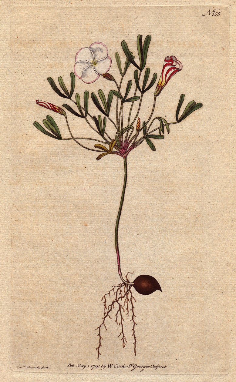 Oxalis (liten syra) har vita randiga blommor och godisrosa, hemma i Afrika. Randig blommig träsyra med rosa godisrandiga vita blommor. En infödd i Afrika. Oxalis versicolor. Handfärgad kopparstick från en botanisk illustration av av Sydenham Teast Edwards