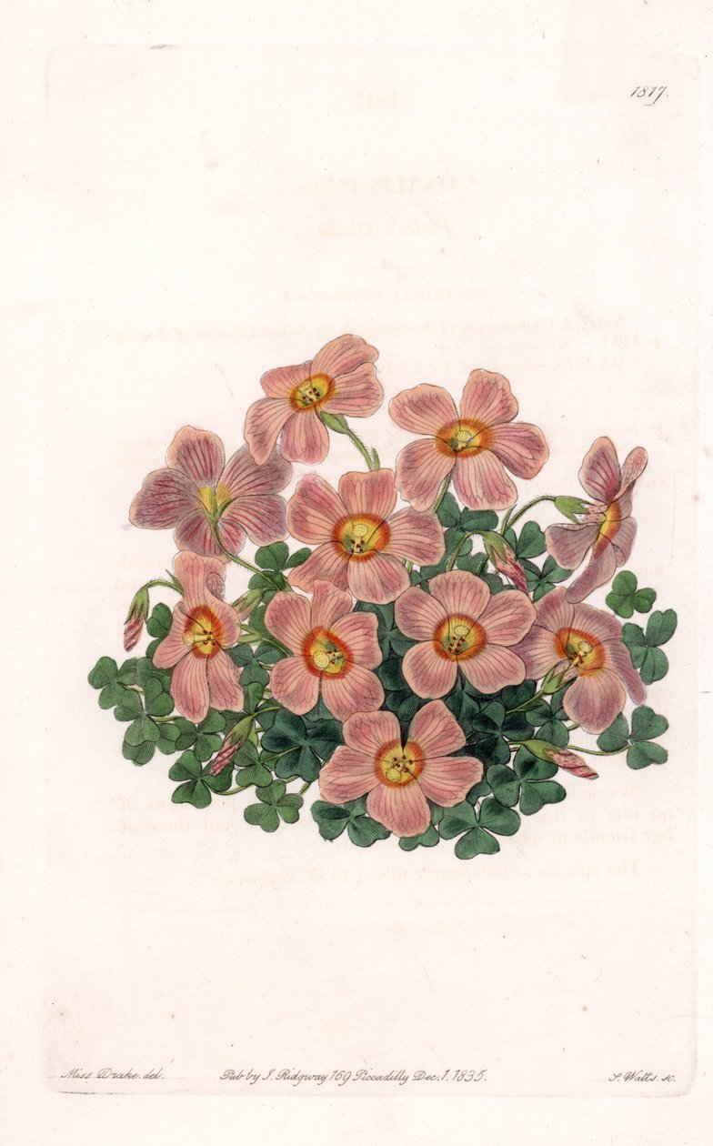Oxalis Variete - Tallrik graverad av S.Watts, från en illustration av Sarah Anne Drake (1803-1857), från Botanical Register of Sydenham Edwards (1768-1819), England av Sydenham Teast Edwards