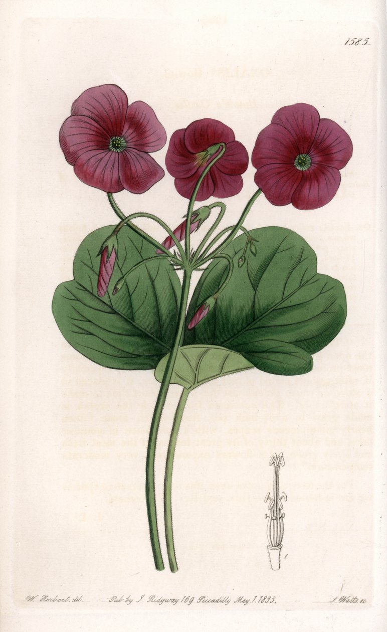 Oxalis de Bowie - Plåt graverad av S.Watts, från en illustration av Sarah Anne Drake (1803-1857), från Botanical Register of Sydenham Edwards (1768-1819), England av Sydenham Teast Edwards