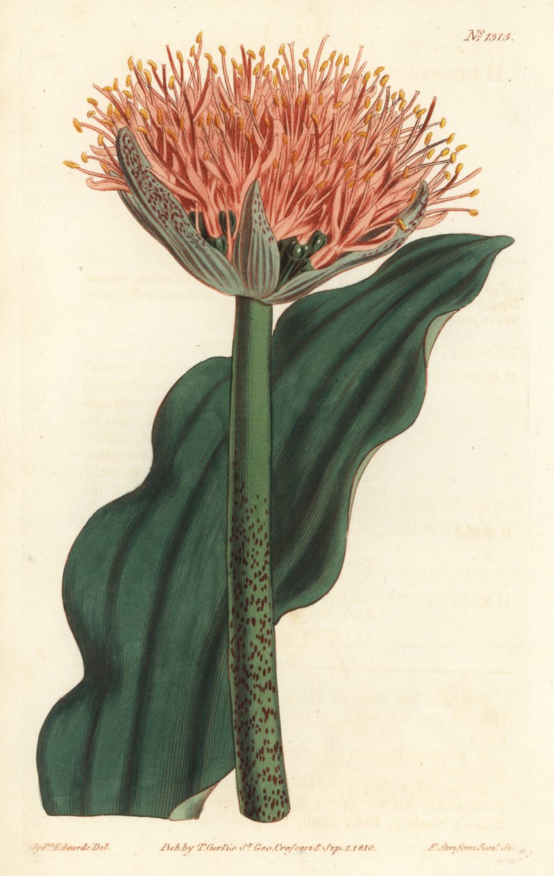 Pensellilja, Scadoxus puniceus (Vågbladig blodblomma, Haemanthus puniceus). Handkolorerad kopparstick av F. Sansom Jr. efter en illustration av Sydenham Edwards från William Curtis