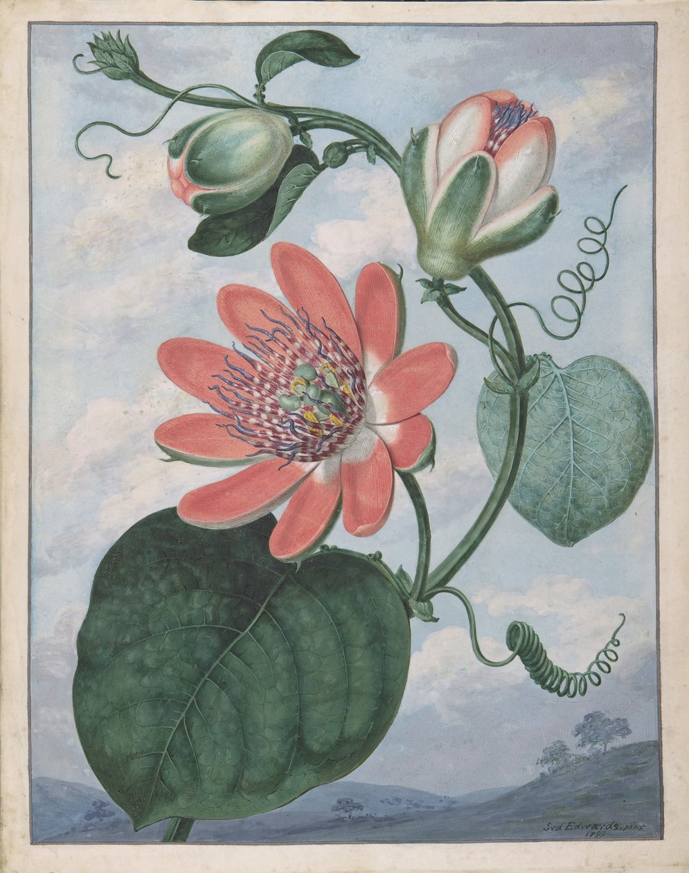 Passionsblomma, 1799. av Sydenham Teast Edwards