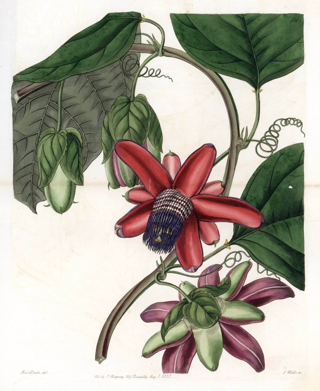 Passion Variete - Tallrik graverad av S.Watts, från en illustration av Sarah Anne Drake (1803-1857), från Botanical Register of Sydenham Edwards (1768-1819), England av Sydenham Teast Edwards