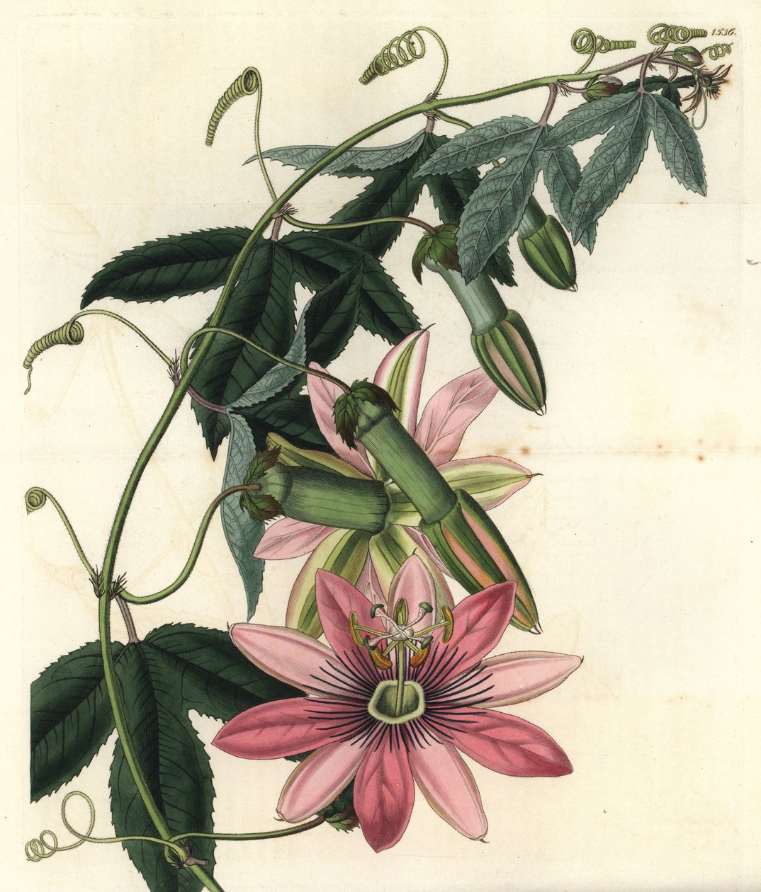 Passion Variete - Poro poro, Passiflora pinnatistipula (Mrs. Marryats tacsonia, Tacsonia pinnatistipula). Handfärgad kopparstick av S. Watts efter en illustration av Miss Sarah Drake M. Hart från Sydenham Edwards