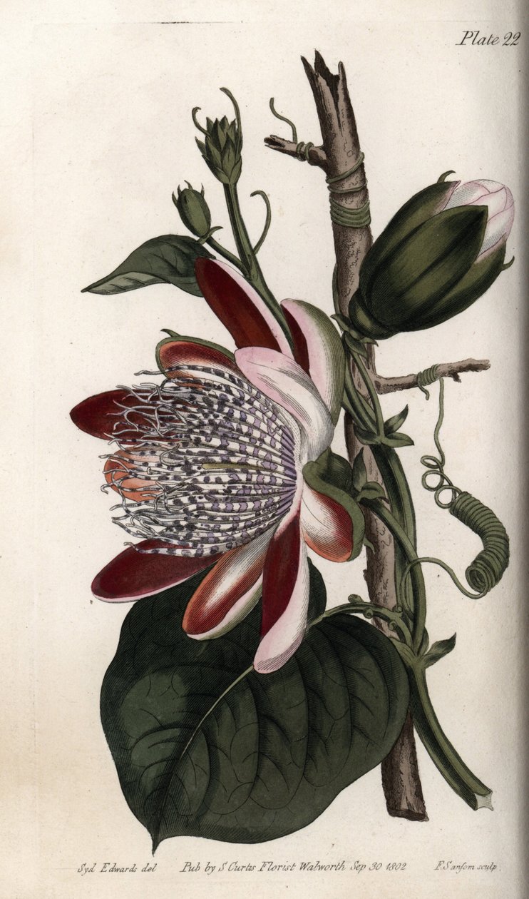 Passionsblomma, knopp och blomma. Färgad kopparstick, illustration av Sydenham Edwards (1768-1819) för Conferences of Botanical, Botanical Garden of Lambeth (England) av Sydenham Teast Edwards