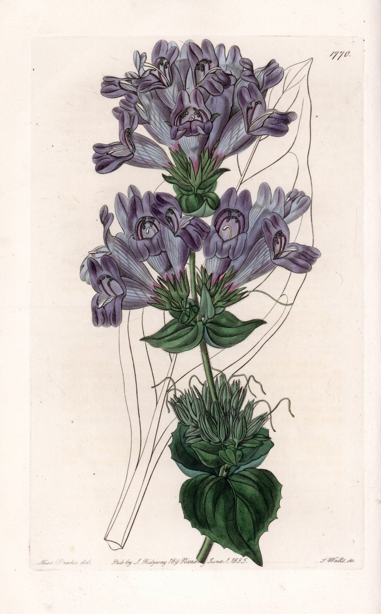 Penstemon Variete - Tallrik graverad av S.Watts, från en illustration av Sarah Anne Drake (1803-1857), från Botanical Register of Sydenham Edwards (1768-1819), England av Sydenham Teast Edwards