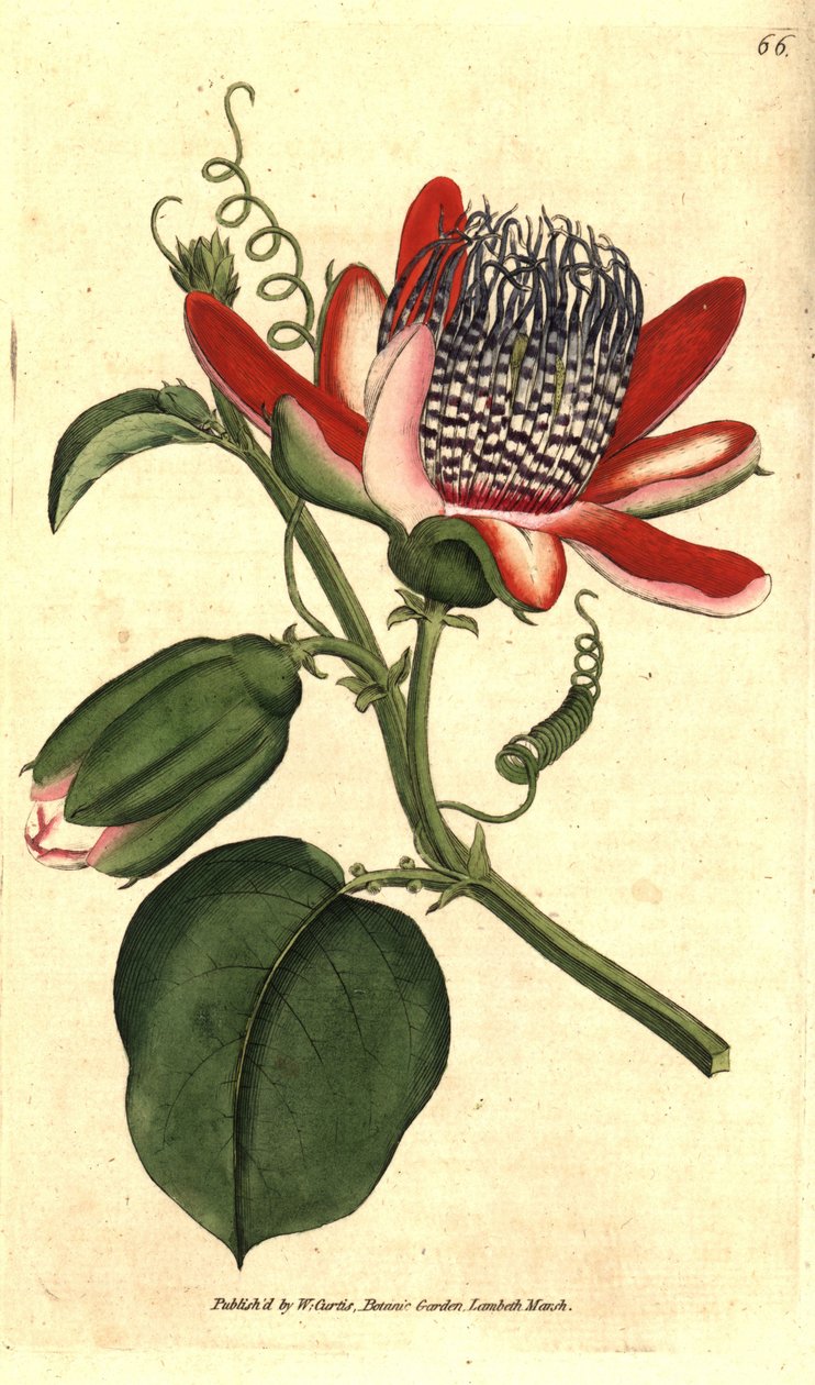 Perfumee grenadilla (eller refresco maracuja) - (Bevingad passionsblomma, Passiflora alata. Handkolorerad kopparstick efter en botanisk illustration av James Sowerby från William Curtis