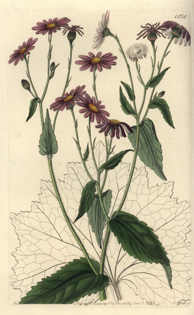Pericallis tussilaginis (Coltsfoot-leaved groundsel, Senecio tussilaginis). Handkolorerad kopparstick av S. Watts efter en illustration av Miss Sarah Drake från Sydenham Edwards