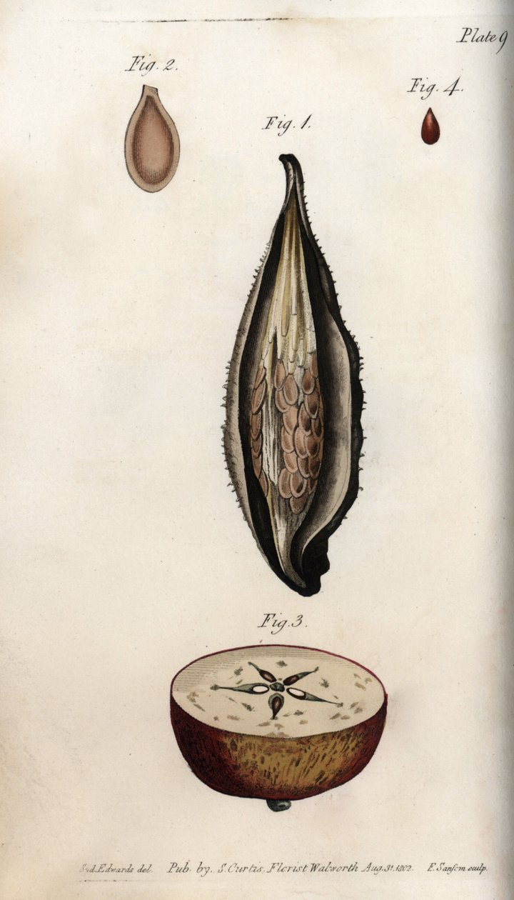 Skalp av parakitgräs (eller vadd) och sektion av frukten av inhemskt äppelträd Färgad koppargravyr, illustration av Sydenham Edwards (1768-1819) för botaniska konferenser, Lambeth Botanical Garden, England av Sydenham Teast Edwards